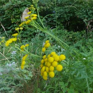 Photographie n°2497659 du taxon Tanacetum vulgare L. [1753]