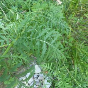 Photographie n°2497660 du taxon Tanacetum vulgare L. [1753]