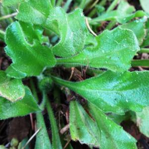 Photographie n°2497687 du taxon Bellis perennis L. [1753]