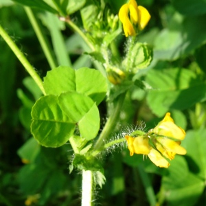 Photographie n°2497700 du taxon Medicago arabica (L.) Huds. [1762]