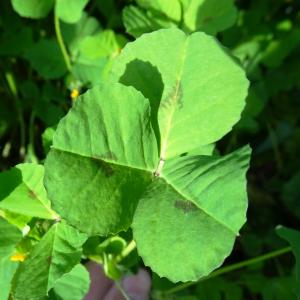 Photographie n°2497702 du taxon Medicago arabica (L.) Huds. [1762]