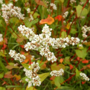 Photographie n°2497723 du taxon Fagopyrum esculentum Moench [1794]