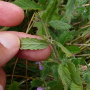 Photographie n°2497771 du taxon Teucrium scordium L.