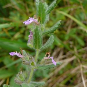 Photographie n°2497773 du taxon Teucrium scordium L.