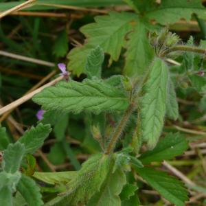 Photographie n°2497776 du taxon Teucrium scordium L.