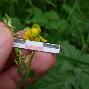 Photographie n°2497778 du taxon Trigonella altissima (Thuill.) Coulot & Rabaute [2013]