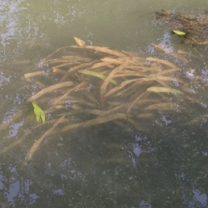 Photographie n°2497795 du taxon Sagittaria sagittifolia L.