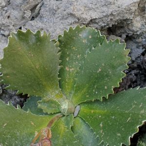 Photographie n°2497833 du taxon Primula marginata Curtis [1792]