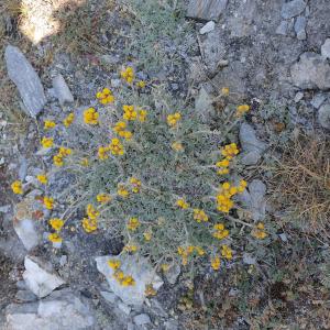 Photographie n°2497835 du taxon Artemisia glacialis L. [1763]
