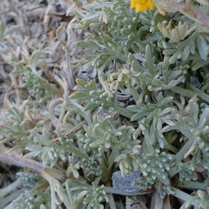 Photographie n°2497837 du taxon Artemisia glacialis L. [1763]