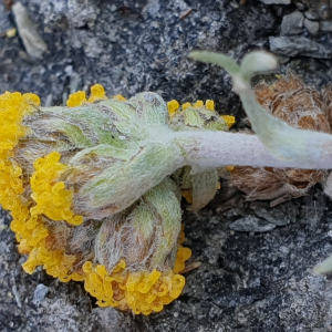 Photographie n°2497838 du taxon Artemisia glacialis L. [1763]