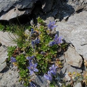 Photographie n°2497839 du taxon Campanula cenisia L. [1763]