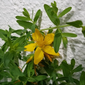 Photographie n°2497862 du taxon Hypericum perforatum L.