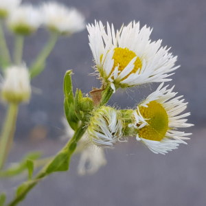 Photographie n°2497887 du taxon Erigeron annuus (L.) Desf. [1804]