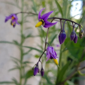 Photographie n°2497893 du taxon Solanum dulcamara L.