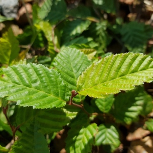 Photographie n°2497905 du taxon Carpinus betulus L.