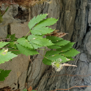 Photographie n°2497916 du taxon Clematis alpina (L.) Mill. [1768]