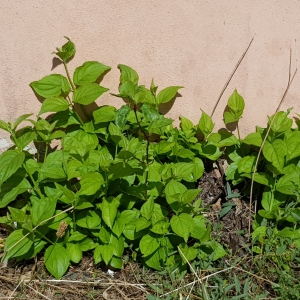 Photographie n°2497924 du taxon Cornus sanguinea L.