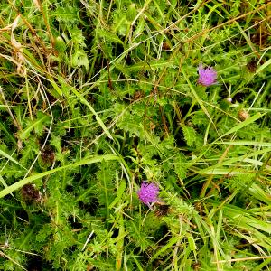 Photographie n°2497930 du taxon Cirsium acaule All. [1780]