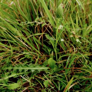 Photographie n°2497932 du taxon Cirsium acaule All. [1780]