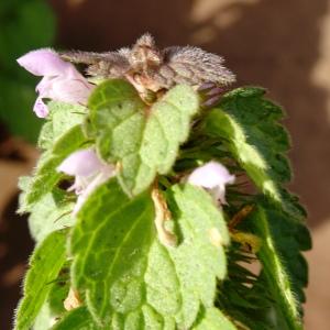 Photographie n°2497949 du taxon Lamium purpureum L. [1753]