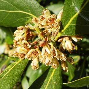 Photographie n°2497961 du taxon Laurus nobilis L. [1753]