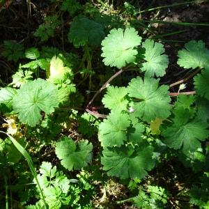 Photographie n°2497968 du taxon Geranium rotundifolium L. [1753]