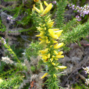 Photographie n°2497975 du taxon Ulex minor Roth [1797]