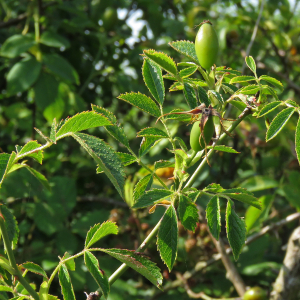 Photographie n°2497986 du taxon Rosa agrestis Savi