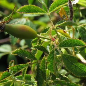 Photographie n°2497987 du taxon Rosa agrestis Savi