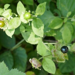 Photographie n°2498001 du taxon Silene baccifera (L.) Roth