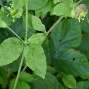 Photographie n°2498005 du taxon Silene baccifera (L.) Roth