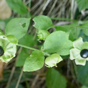 Photographie n°2498008 du taxon Silene baccifera (L.) Roth