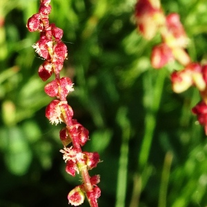 Photographie n°2498022 du taxon Rumex acetosella L. [1753]