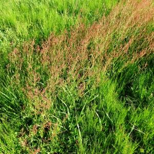 Photographie n°2498025 du taxon Rumex acetosella L. [1753]