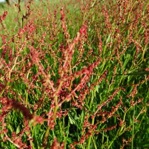 Photographie n°2498026 du taxon Rumex acetosella L. [1753]