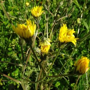 Photographie n°2498028 du taxon Crepis biennis L. [1753]