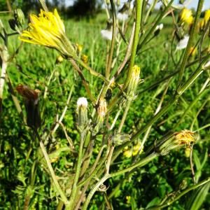 Photographie n°2498030 du taxon Crepis biennis L. [1753]