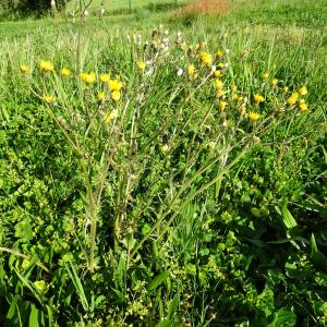 Photographie n°2498031 du taxon Crepis biennis L. [1753]