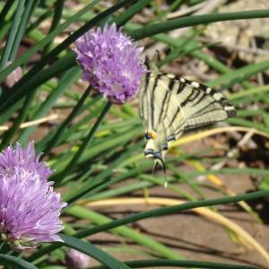 Photographie n°2498054 du taxon Allium schoenoprasum L. [1753]