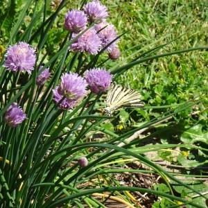 Photographie n°2498057 du taxon Allium schoenoprasum L. [1753]