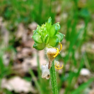 Photographie n°2498064 du taxon Ranunculus bulbosus L. [1753]