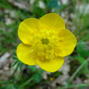 Photographie n°2498067 du taxon Ranunculus bulbosus L. [1753]