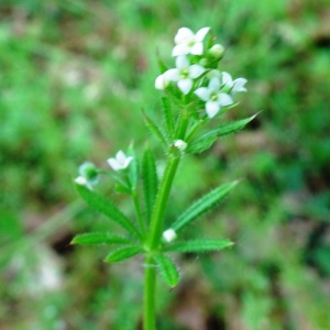 Photographie n°2498074 du taxon Galium aparine L. [1753]