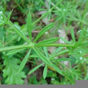 Photographie n°2498076 du taxon Galium aparine L. [1753]