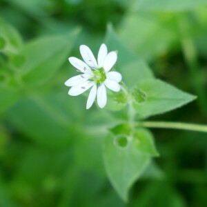 Photographie n°2498106 du taxon Myosoton aquaticum (L.) Moench [1794]