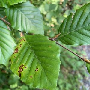 Photographie n°2498117 du taxon Fagus sylvatica L. [1753]