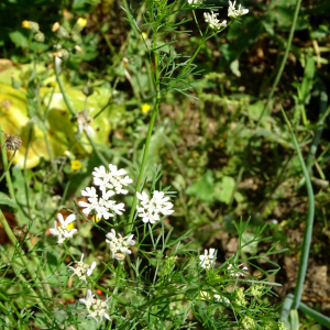 Photographie n°2498156 du taxon Coriandrum sativum L. [1753]