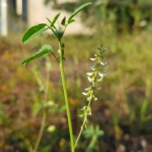 Photographie n°2498157 du taxon Melilotus albus Medik.