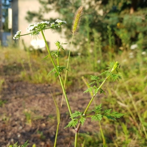 Photographie n°2498158 du taxon Aethusa cynapium L.